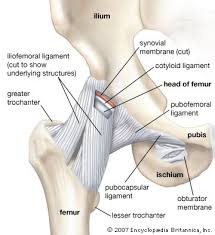 anatomy of hip joint