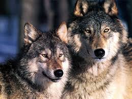 Two Wolves