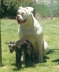 mastiff dogs