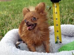 cut dog