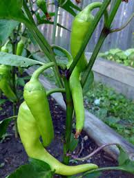 banana pepper plant