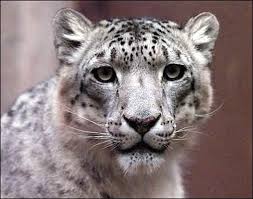 Snow Leopard