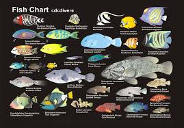 freshwater fish identification