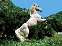 cheval cabre