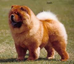 chow