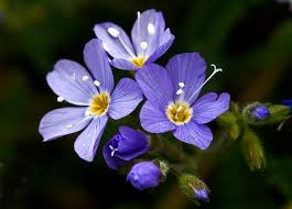 alaska flowers