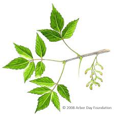 tree identifaction