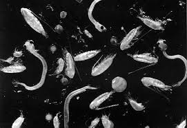 marine plankton