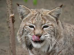 photo lynx