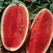 watermelon seedlings