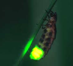glow worm