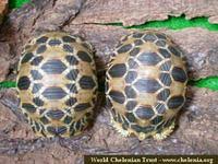burmese star tortoise