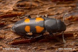 bark beetle