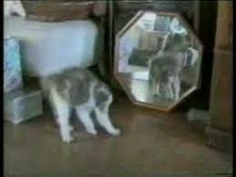 funny cat videos youtube