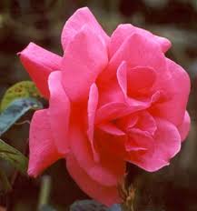 garden pink