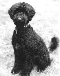 portuguese dog