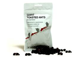 chocolate covered insects
