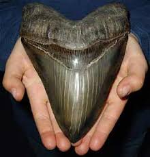 megaldon