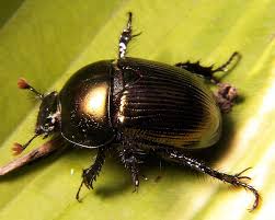 dung beetle