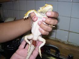 picture bearded dragons
