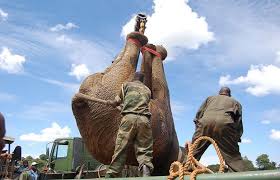 elephant crane