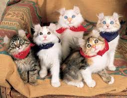 cats and kittens for sale