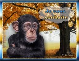 guenon singe