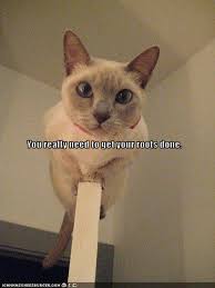 funny insults