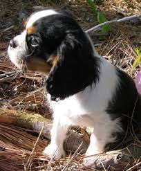 cavalier king charles dog