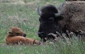 american bison