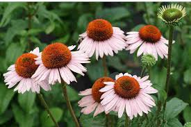 cut flower