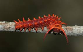 caterpillars pictures