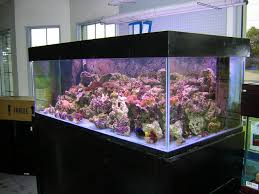 coral reef aquariums
