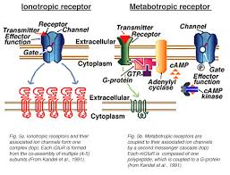 glutamate receptors