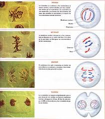 mitosis video