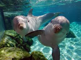 animales del mar