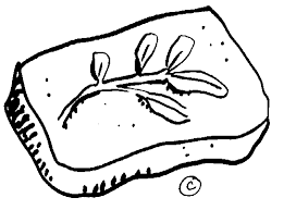 rocks and fossils