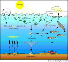 marine plankton