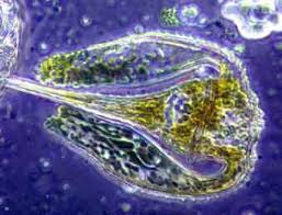 marine plankton