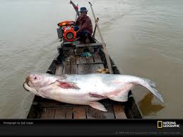 mekong river catfish