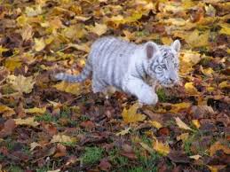 petit tigre blanc