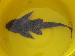 plecostomus types