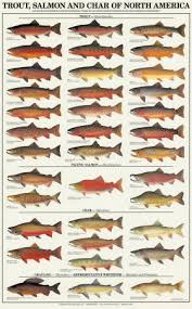 trout salmon pictures
