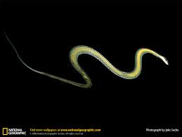 cobra snake wallpaper