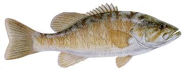 smallmouth bass