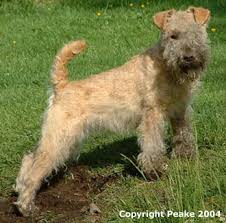 Lakeland Terrier