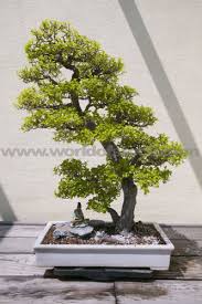 japanese bonsai trees