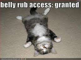 dog tummy rub