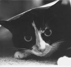 3200 film