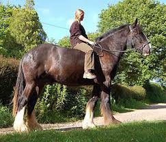 shire horse